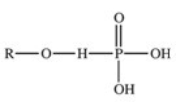 <strong>The reaction shown below between an alcohol and phosphoric acid produces a phosphoester.What is the general structure of a phosphoester? </strong> A) B) C) D) E)