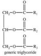 <strong>The base-catalyzed hydrolysis of a triglyceride produces which of the following? </strong> A)soap B)polymers such as polyesters C)acid anhydrides D)glycerol and carboxylate salts E)soap,glycerol,and carboxylate salts
