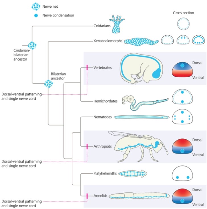 <strong>What does the following phylogeny suggest? </strong> A) The bilaterian ancestor likely had a nervous system arranged like cnidarians. B) The bilaterian ancestor may have had a diffuse net of nerves. C) The evolution of a single nerve cord occurred in the common ancestor of all animals. D) a and b E) a, b, and c