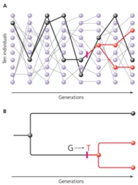 <strong>In the following figure, what do circles with no lines extending from them represent?  </strong> A) pathogenic variants of alleles B) points where two lineages converged C) the occurrence of single nucleotide polymorphisms D) alleles that were not transmitted to the next generation <div style=padding-top: 35px> 