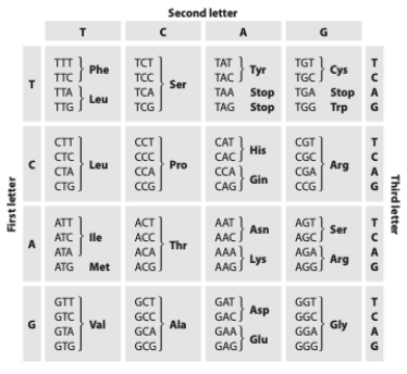<strong>The codon TCA codes for serine. If a new mutation occurred that replaced the A with a T, this mutation would be _______________, and its fate would most likely be determined by ___________.  </strong> A) nonsynonymous; genetic drift B) nonsynonymous; natural selection C) synonymous; genetic drift D) synonymous; natural selection <div style=padding-top: 35px> 