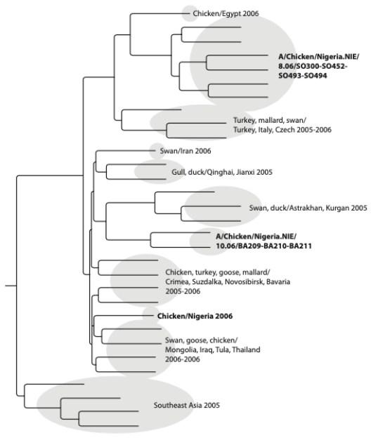 A few years ago, the avian influenza virus (H5N1) swept from Asia, across Russia, to Europe. Nigeria was the first African country to report detection of the virus in chickens. The phylogeny below depicts the relationships between H5N1 from Nigeria and samples from other parts of Asia and Europe. Samples from Nigeria are labeled either as Lagos or northern Nigeria. Given the phylogeny below, what is the minimum number of times H5N1 was introduced to Nigeria?  <div style=padding-top: 35px> 