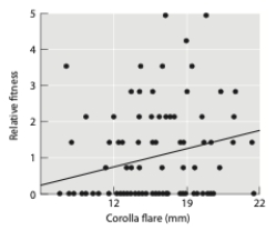 <strong>Given the graph below, and assuming that corolla flare is heritable, what type of selection should occur? </strong> A) directional B) stabilizing C) disruptive D) overdominance E) frequency-dependent
