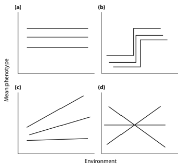 Each graph below shows the phenotype produced by three different genotypes in different environmental conditions (each line is a genotype). For each graph write plasticity or no plasticity depending on whether the graph depicts phenotypic plasticity. Also, write G × E or no G × E depending on whether the graph depicts a genotype by environment interaction.