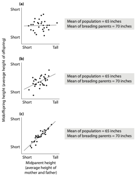 You are studying the effect of directional selection on body height in three populations (a, b, and c) below. (a) What is the selection differential? Show your calculation. (b) Which population has the highest narrow sense heritability for height? Explain your answer. (c) If you examined the offspring in the next generation in each population, which population would have the highest mean height? Why?