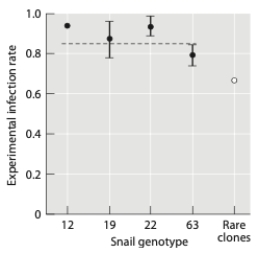 <strong>Lively and Dybdahl studied parasite infection rates in a population of asexual clonal snails. The graph below shows relative infection rates for the four most common clone genotypes and for several rare genotypes (all lumped together). Based on these data, they hypothesized that parasites adapted to infecting the most common clone genotypes in the population, and thus these genotypes had lower fitness. This is consistent with ________ operating in the population. Further evidence would be provided if ________. </strong> A) genetic drift; heterozygosity declined over time in the population B) genetic drift; rare clones were lost from the population frequency-dependent selection C) negative frequency-dependent selection; rare clones became common in the next generation but then declined in frequency in the following generation D) negative frequency-dependent selection; rare clones became more common until they completely replaced the clones that were originally common