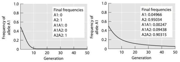 The graphs below show the results of simulations of the effect of selection on deleterious alleles. Population size is infinite in both simulations, and the starting frequency and the strength of selection are the same. (a) Based on the shape of the curves, why do the results of the simulations differ? Explain your answer. (b) The allele in the second simulation is not eliminated entirely from the population. Would this change if the population was finite in size? Why or why not?