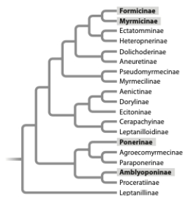 <strong>Trap jaw ants have modified mandibles that function like a bear trap-when a potential prey item triggers the jaw, it snaps shut with amazing speed (up to 145 mph). The groups highlighted in the phylogeny below include species that have evolved trap jaws. With reference to this tree it appears that </strong> A) the trap jaw could be a homologous trait for Formicinae and Ponerinae. B) the trap jaw is homoplasious (analogous) for Myrmicinae and Ponerinae. C) the trap jaw is homoplasious (analogous) for Odontomachus and Myrmoteras. D) a and c E) b and c