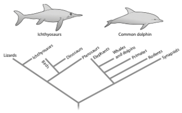 <strong>Given the tree below, the similar body shape of ichthyosaurs and dolphins is best described as </strong> A) an example of convergent evolution. B) a homoplasious trait. C) an analogous trait. D) all of the above E) none of the above