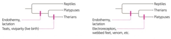 <strong>Comparing the two phylogenies below, we can conclude that </strong> A) therians are more derived than platypuses. B) platypuses are the ancestor of therians. C) therians are more primitive than platypuses. D) the two phylogenies show the same evolutionary relationship.