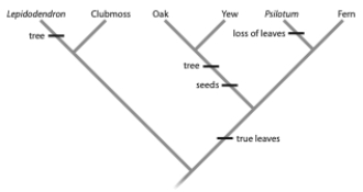 <strong>In the tree below, assume that the ancestor was an herb (not a tree) without leaves or seeds. Which currently existing species has/have this same combination of traits? </strong> A) fern B) Psilotum C) clubmoss D) a and c E) b and c