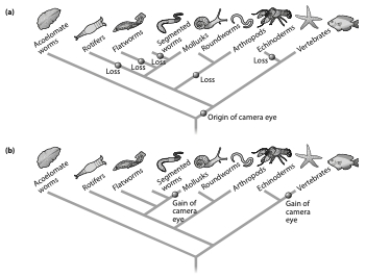 <strong>Referring to the phylogenetic trees below which statement(s) is/are correct? </strong> A) Tree A proposes that the camera eye of mollusks and vertebrates is homologous; tree B proposes that the camera eye of mollusks and vertebrates arose through convergent evolution. B) Tree B proposes that the camera eye of mollusks and vertebrates is homologous; tree A proposes that the camera eye of mollusks and vertebrates arose through convergent evolution. C) Tree B is more parsimonious. D) a and c E) b and c