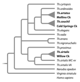 <strong>Only a few species of garter snakes (Thamnophis atratus, Th. couchii, and Th. sirtalis) have evolved the ability to tolerate a toxin produced by newts called tetrodotoxin (TTX). The phylogeny below shows how these three species are related. Referring specifically to Th. couchii and Th. sirtalis, tolerance to TTX is an example of a ______ caused by _______. </strong> A) reversal; homology B) homology; convergent evolution C) homoplasious trait; convergent evolution D) homoplasious trait; homology E) ancestral homology; natural selection