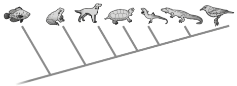 <strong>Given the tree below, which of the following statements is correct? </strong> A) A fish is more closely related to a frog than it is to a bird. B) The dog evolved before the turtle. C) A frog is the most recent ancestor of a dog. D) all of the above E) none of the above