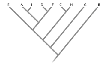 <strong>Given the following tree, which tree below is incorrect? </strong> A) (a) B) (b) C) (c) D) (d)