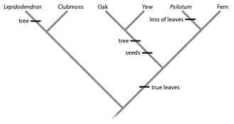 <strong>In the tree below, assume that the ancestor was an herb (not a tree) without leaves or seeds. Given this, the evolution of a tree habit in Lepidodendron, oak, and yew </strong> A) is an example of convergent evolution between Lepidodendron and the oak-yew clade. B) is an example of convergent evolution between oak and yew. C) is a homologous trait for oak and yew. D) a and c E) b and c