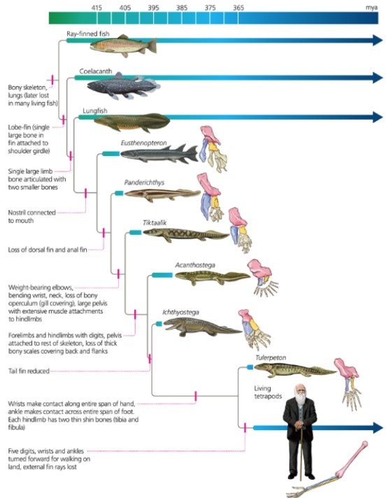<strong>The following phylogeny shows that </strong> A) lobe-finned fish form a monophyletic clade. B) tetrapods form a monophyletic clade. C) ray-finned fish form a paraphyletic clade. D) none of the above E) all of the above