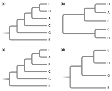 <strong>Given the following tree, which tree below is incorrect? </strong> A) (a) B) (b) C) (c) D) (d)
