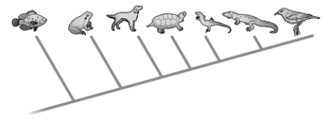 <strong>Based on information provided in the tree below, which of the following statement(s) is/are accurate? </strong> A) The frog, dog, turtle, and lizard form a monophyletic group. B) The fish is the ancestor of the rest of the species in the tree. C) Frogs are older than birds. D) all of the above E) none of the above