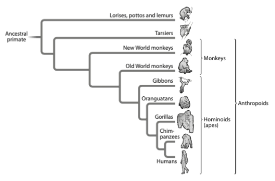 <strong>Referring to the tree below, which is an accurate statement about relationships? </strong> A) A gorilla is more closely related to a human than it is to an orangutan. B) A gorilla is more closely related to an orangutan than a human. C) A gorilla is equally related to a human and an orangutan. D) An orangutan is related to chimpanzees and orangutans but not humans.