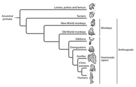 <strong>Given the tree below, which statement(s) is/are correct? </strong> A) The lineage leading to modern-day lemurs is older than the lineage leading to modern-day humans. B) The monkeys form a monophyletic group. C) a and b D) none of the above