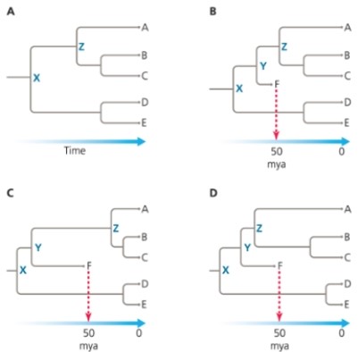Explain how the discovery of fossil F in (B) constrains the timing of the phylogeny in (A). Compare the timing of the phylogeny in (B) to those in (C) and (D).