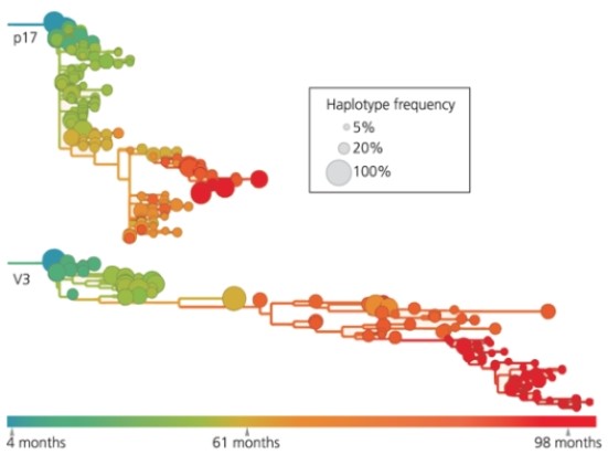 <strong>The figure below shows two regions (p17 and V3) of the HIV genome in the same patient. Which of the following conclusions can be drawn from the graph? </strong> A) V3 has gone through more evolutionary change than p17. B) p17 is less tolerant of mutations than V3. C) Mutations in the V3 region are likely to have neutral or positive effects. D) all of the above