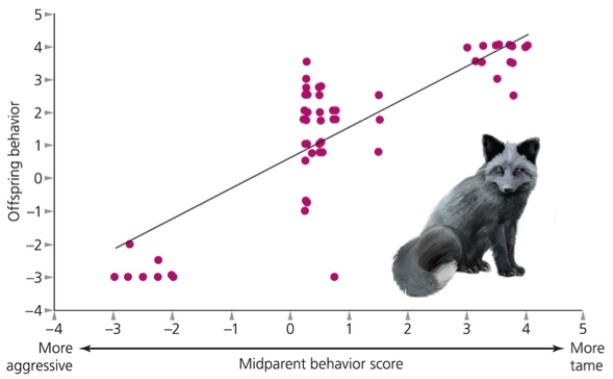 <strong>What does the following figure on aggressive behavior in foxes suggest? </strong> A) Aggressive behavior is heritable. B) There is variation in aggressive behavior. C) Aggression affects the fitness of foxes. D) a and b E) a, b, and c
