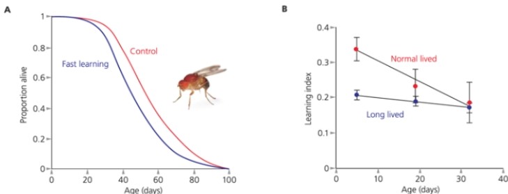 <strong>What do(es) the following figures suggest about learning in Drosophila flies? </strong> A) Learning may impose an evolutionary trade-off between its costs and benefits. B) Long-lived flies were slower at learning than wild-type flies. C) Fast-learning flies have shorter life spans than control flies. D) b and c E) all of the above