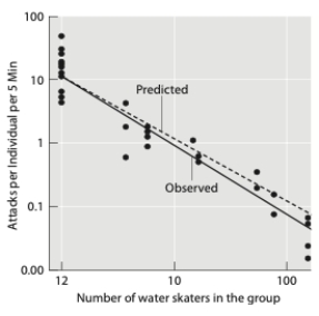 <strong>The figure below shows the number of predatory attacks per individual in water skater groups of different sizes. The information in the graph demonstrates which benefit of grouping? </strong> A) increased vigilance B) dilution C) group defense D) cooperative foraging E) There is no benefit.