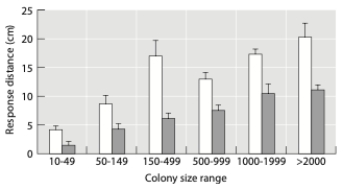 <strong>Mexican colonial web-building spiders nest in colonies that range in size from ten to thousands of individuals, with each individual occupying their own web within the colony. Colonies are frequently attacked by predatory wasps. Individuals in larger colonies suffer lower predation than those in smaller colonies. The data in the graph below are from a study performed by Uetz et al. (2002), where they measured the distance at which spiders responded to potential predators. Open bars are for spiders on the interior, and colored bars are for spiders on the periphery of the colony. What type of grouping benefit is demonstrated here? </strong> A) dilution B) group defense C) increased vigilance D) cooperative foraging