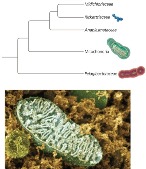 <strong>Which statement does the following figure support?  </strong> A) Mitochondria are capable of living outside of eukaryotic hosts. B) Mitochondria evolved from Pelagibacteraceae. C) Mitochondria are more closely related to marine Pelagibacteraceae than they are to the disease-causing Rickettsiaceae. D) all of the above <div style=padding-top: 35px> 