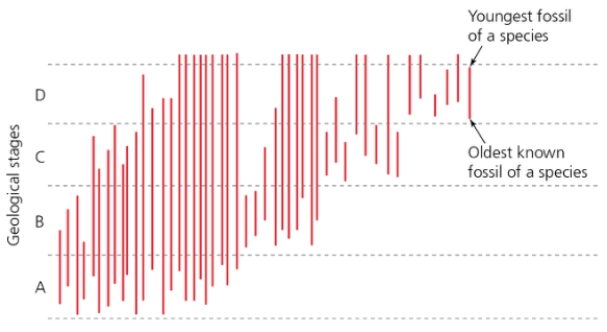 <strong>Based on the figure below, what is the number of turnovers in stage B? </strong> A) 34 B) 24 C) 16 D) 4