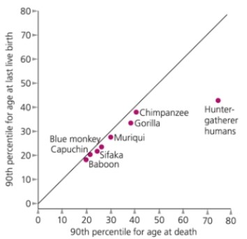 <strong>What does the following figure on primate longevity and fertility reveal?  </strong> A) Humans tend to live years after their last live birth. B) Monkeys and apes do not live long after their last live birth. C) Humans go through menopause because they live years after their last live birth. D) a and b E) a, b, and c <div style=padding-top: 35px> 