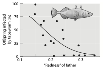 <strong>Female sticklebacks prefer males with brighter red coloration on their belly. Given the results depicted in the graph below, what do females that choose redder males benefit from? </strong> A) sensory bias B) direct benefits C) good genes D) nuptial gifts