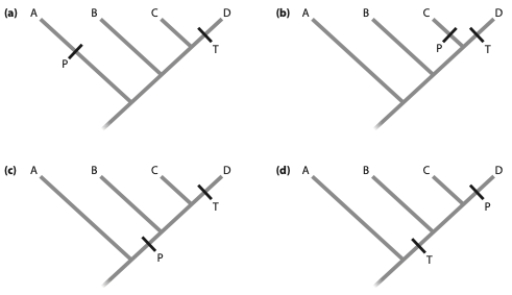 <strong>The trees below present a hypothetical situation where T represents the evolution of a male trait that is attractive to females, and P represents where the preference in females evolved. Which tree below is consistent with the sensory bias hypothesis? </strong> A) (a) B) (b) C) (c) D) (d)