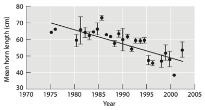 <strong>The graph below shows the effect of hunting imposed on horn length in bighorn sheep populations. What type of selection does it show? </strong> A) stabilizing B) negative frequency-dependent C) directional D) disruptive