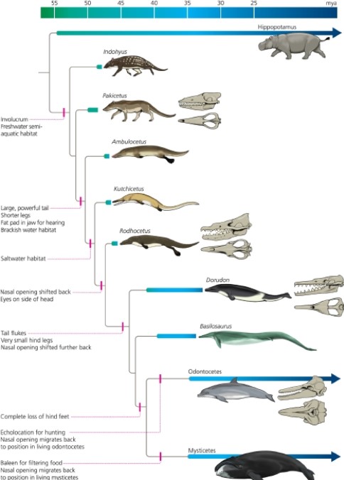 <strong>Given the phylogeny of extant and extinct cetaceans below, which of the following conclusions is correct? </strong> A) The hippopotamus belongs to the cetacean group. B) The traits present in modern cetaceans appeared quickly and de novo. C) All living cetaceans have completely lost their hind feet. D) The hippopotamus belongs to the cetacean group and all living cetaceans have completely lost their hind feet. E) None of the given choices are correct.