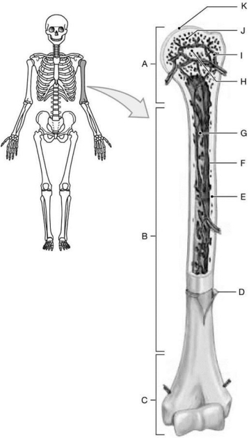 <strong> Figure 6-1 The Structure of a Long Bone Structure B is the</strong> A)epiphysis. B)diaphysis. C)endosteum. D)periosteum. E)metaphysis.