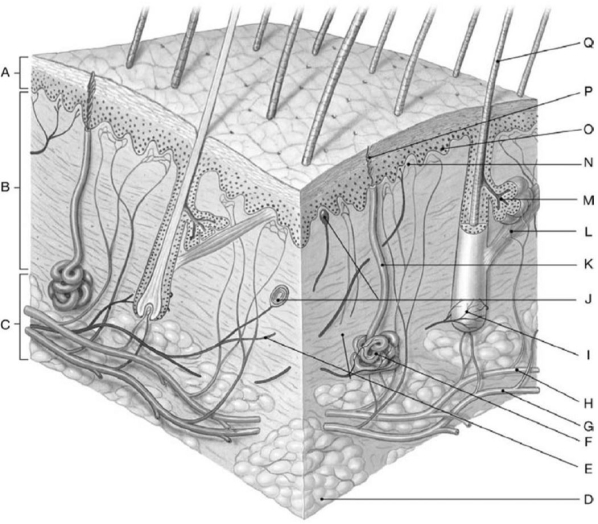 <strong> Structure B on the skin diagram is the</strong> A)epidermis. B)dermis. C)subcutaneous layer. D)cutaneous membrane. E)hypodermis.