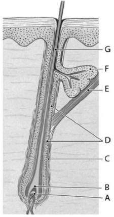 <strong> Structure F is the</strong> A)sebaceous gland. B)apocrine gland. C)endocrine gland. D)eccrine gland. E)hair matrix.