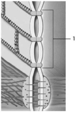 <strong>  Figure 4-1 A Cell Junction Use Figure 4-1 to answer the following question: Identify the cellular junction labeled 1.</strong> A)hemidesmosome B)gap junction C)spot desmosome D)tight junction E)connexon <div style=padding-top: 35px> 