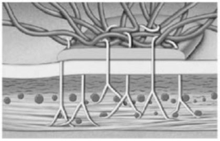 <strong>  Figure 4-2 A Cell Junction Use Figure 4-2 to answer the following question: This picture of epithelial tissue represents</strong> A)gap junctions between the cells. B)the attachment of the epithelial cells to the basement membrane. C)glandular tissue. D)the blood supply within the epithelial tissue. E)stratified epithelia tissue. <div style=padding-top: 35px> 