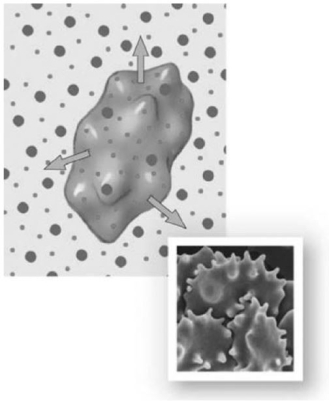 <strong> Photo Credit: Steve Gschmeissner / Photo Researchers,Inc. Figure 3-1 A Red Blood Cell Use Figure 3-1 to answer the following question: Choose the correct description for the preceding image.</strong> A)The cell is in a hypotonic saline solution. B)Osmotic flow does not occur across the plasma membrane of the cell. C)As the current condition of the cell continues,its plasma membrane may rupture or lyse. D)The cell is in equilibrium with the solution in that as one water molecule moves out of the cell,another moves in to replace it. E)As water moves out of the cell,crenation occurs.