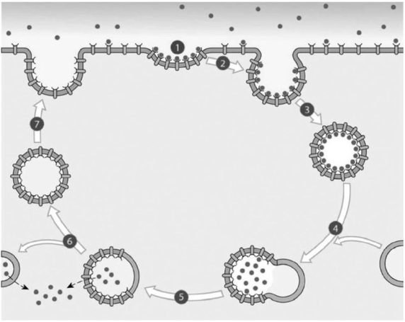 <strong> Identify the primary process that is featured in the preceding image.</strong> A)receptor-mediated endocytosis B)pinocytosis C)sodium-potassium exchange D)phagocytosis E)facilitated diffusion