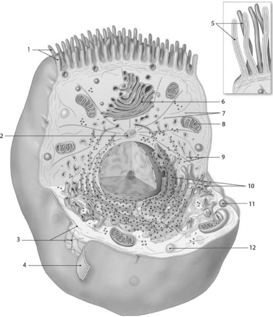 <strong> Which of the following labeled structures is essential for movement of the chromosomes during cell division?</strong> A)5 B)3 C)2 D)6 E)1