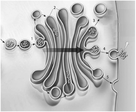 <strong> Identify the organelle shown in the figure,which is described as stacks of flattened membranes containing chambers.</strong> A)flagellum B)RER C)mitochondrion D)Golgi apparatus E)SER