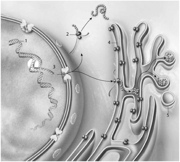 <strong> Figure 3-5 Protein Synthesis Use Figure 3-5 to answer the following question: Structure #4 is where the protein</strong> A)folds into its 3D shape and is possibly modified. B)is converted into mRNA. C)is released out of the cell. D)combined with DNA to form nucleoproteins. E)is endocytosed.