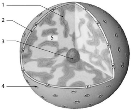 <strong> Figure 3-6 Nucleus Use Figure 3-6 to answer the following question: Identify the component of the nucleus in which rRNA synthesis and the assembly of ribosomal subunits occur.</strong> A)4 B)3 C)1 D)5 E)2