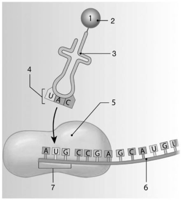   -Identify the anticodon in the image.